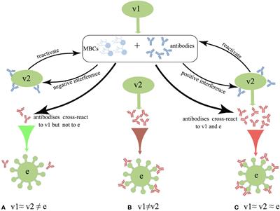 Immune interference in effectiveness of influenza and COVID-19 vaccination